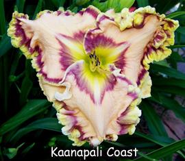 Photo of Daylily (Hemerocallis 'Kaanapali Coast') uploaded by Calif_Sue
