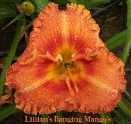 Photo of Daylily (Hemerocallis 'Lillian's Banging Mangos') uploaded by Calif_Sue