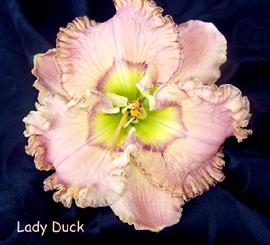 Photo of Daylily (Hemerocallis 'Lady Duck') uploaded by Calif_Sue