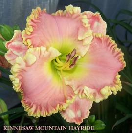 Photo of Daylily (Hemerocallis 'Kennesaw Mountain Hayride') uploaded by Calif_Sue