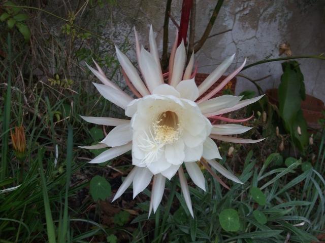 Photo of Queen of the Night (Epiphyllum oxypetalum) uploaded by ceci