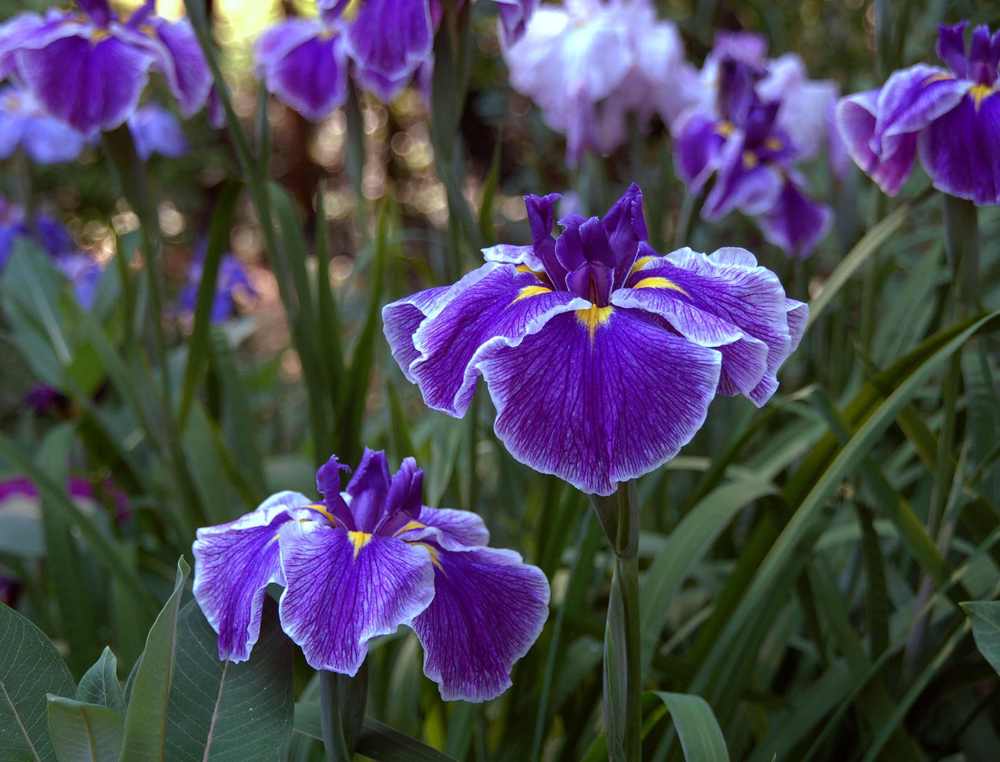 Photo of Japanese Iris (Iris ensata 'Crystal Halo') uploaded by lorettalea