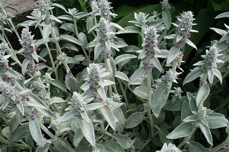 Photo of Lambs' Ears (Stachys byzantina) uploaded by robertduval14