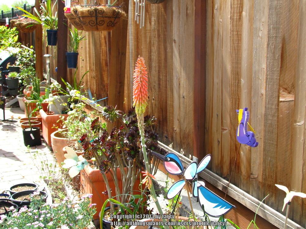 Photo of Red Hot Poker (Kniphofia sarmentosa) uploaded by tarev