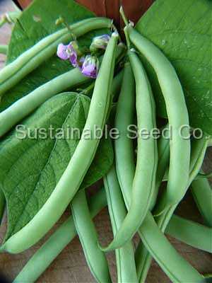 Photo of Bush Bean (Phaseolus vulgaris 'Provider (purple seed)') uploaded by vic