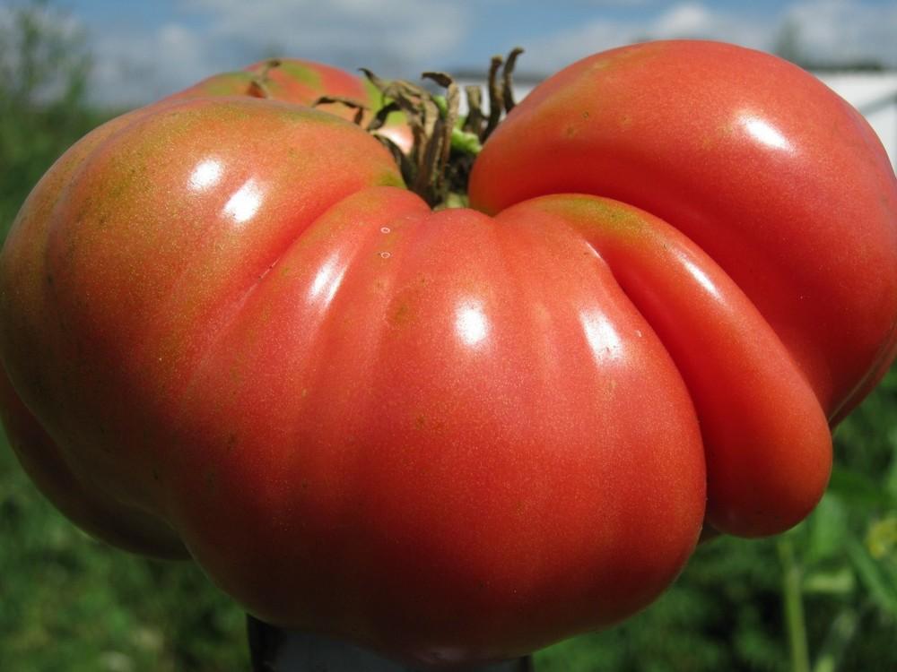 Photo of Tomato (Solanum lycopersicum 'Mortgage Lifter') uploaded by vic