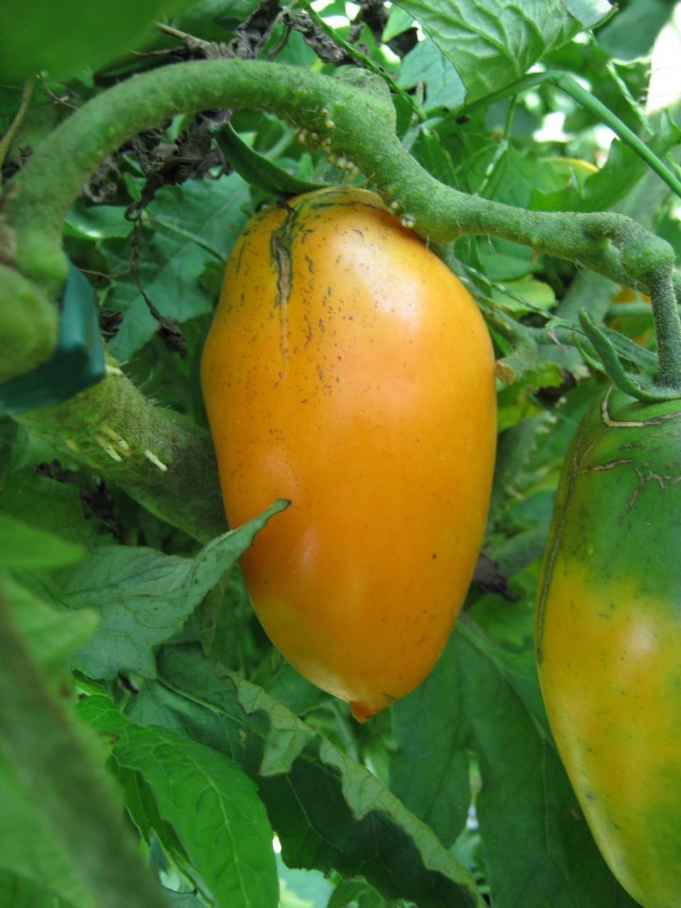 Photo of Tomato (Solanum lycopersicum 'Orange Banana') uploaded by vic