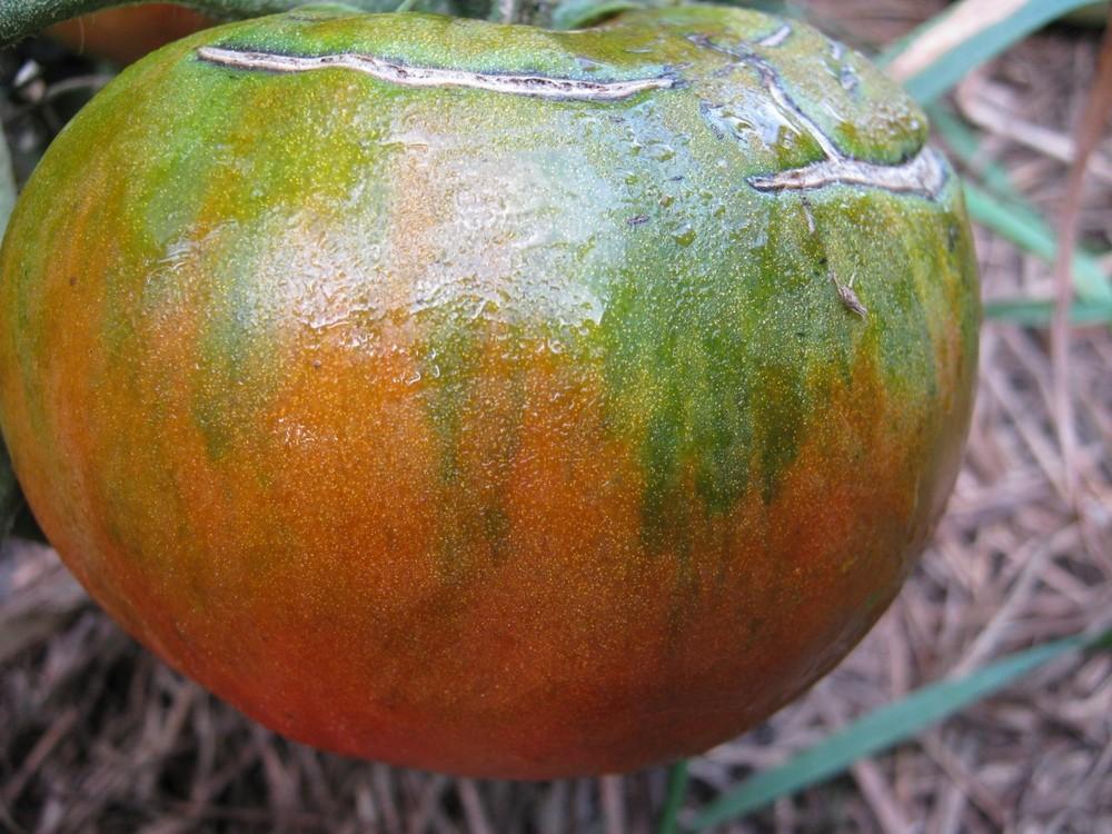Photo of Tomato (Solanum lycopersicum 'Paul Robeson') uploaded by vic