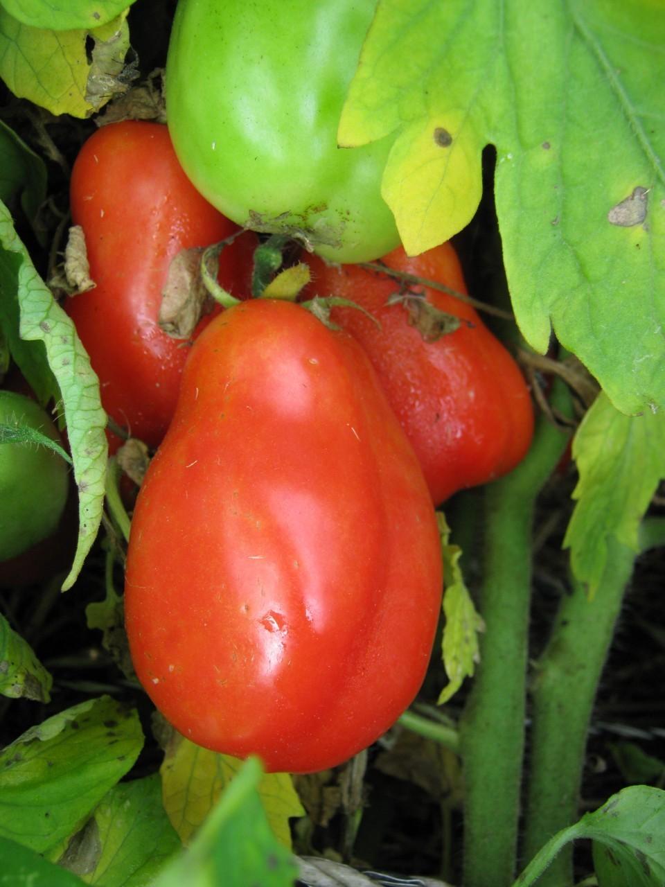 Photo of Tomato (Solanum lycopersicum 'San Marzano') uploaded by vic