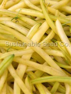 Photo of Wax Bean (Phaseolus vulgaris 'Golden Wax') uploaded by vic