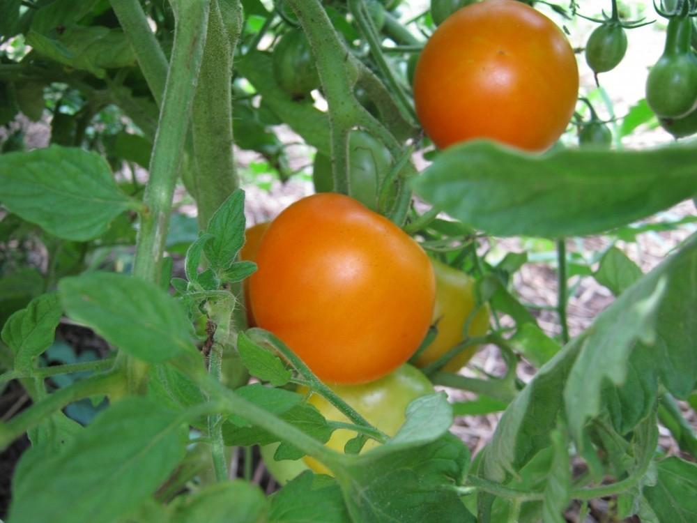 Photo of Tomato (Solanum lycopersicum 'Jaune Flammee') uploaded by vic