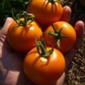 ATP Podcast #21: All Things Tomatoes