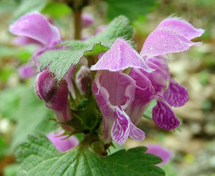 Photo of Spotted Dead Nettle (Lamium maculatum) uploaded by robertduval14