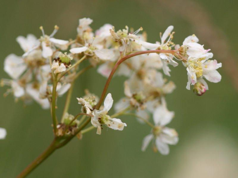 Photo of Meadowsweet (Filipendula vulgaris) uploaded by robertduval14