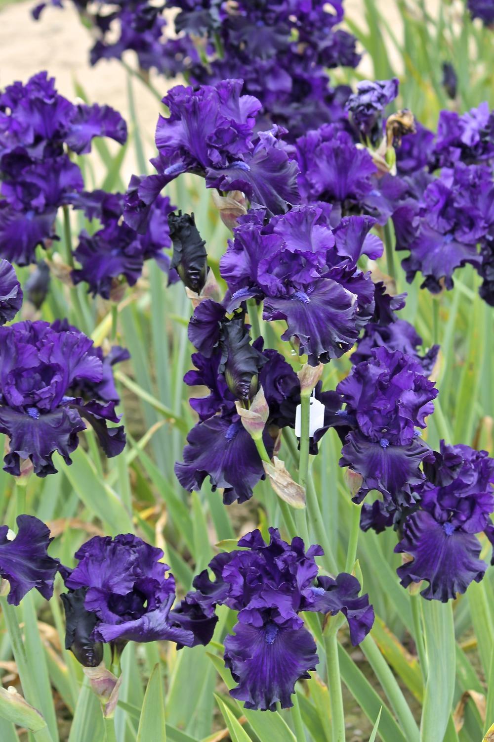 Photo of Tall Bearded Iris (Iris 'Shadows of Night') uploaded by ARUBA1334
