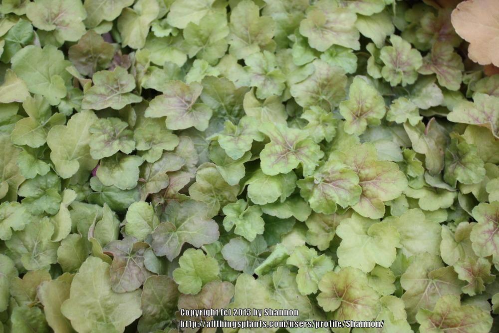 Photo of Coral Bells (Heuchera villosa 'Miracle') uploaded by Shannon