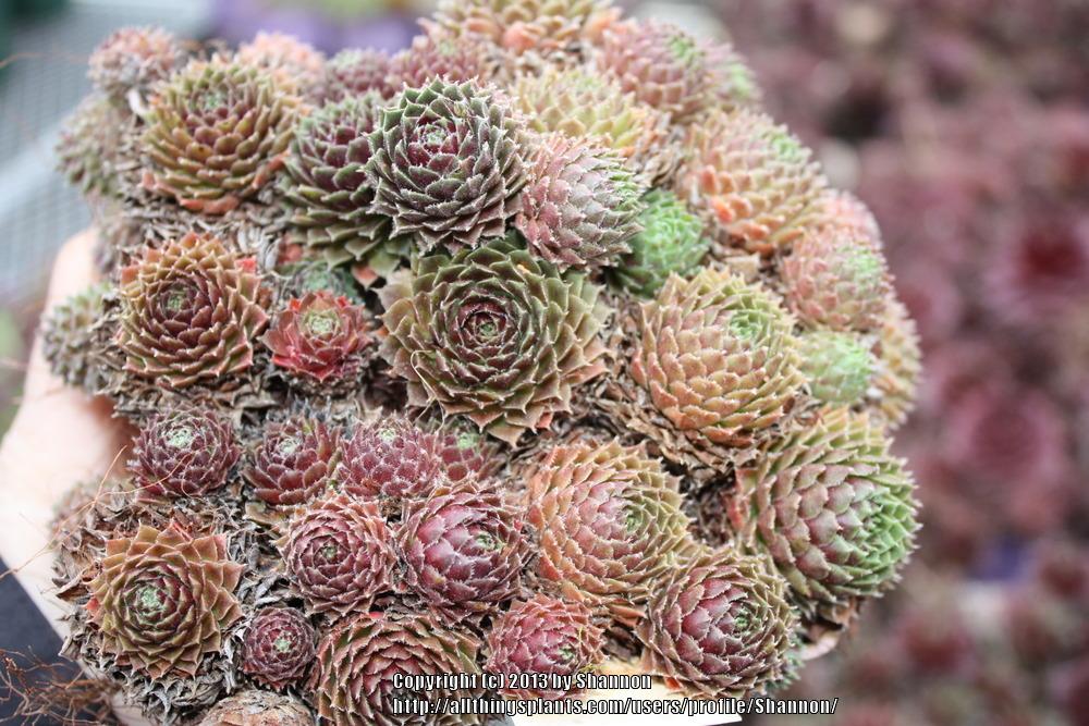 Photo of Hen and Chicks (Sempervivum 'Pilioseum') uploaded by Shannon