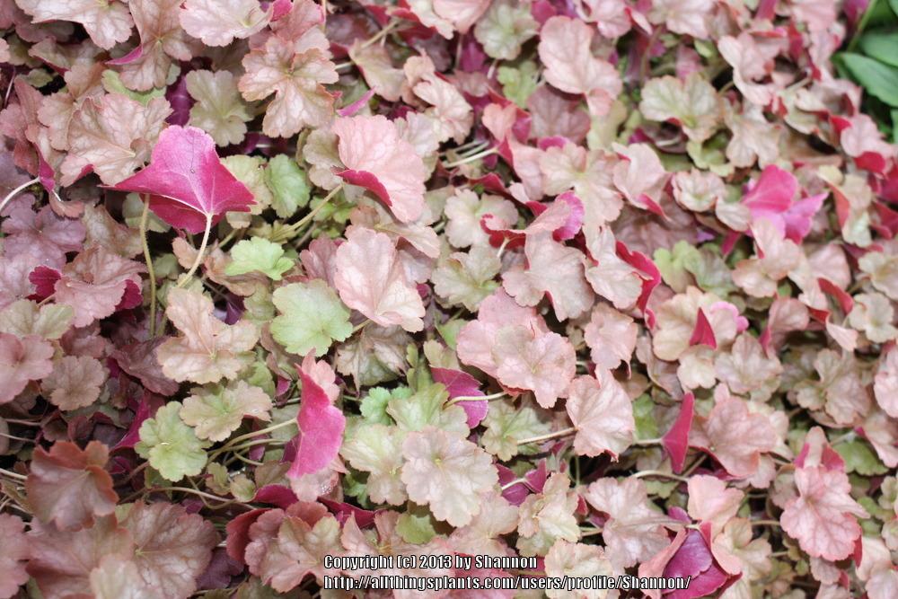 Photo of Coral Bells (Heuchera villosa 'Pinot Gris') uploaded by Shannon