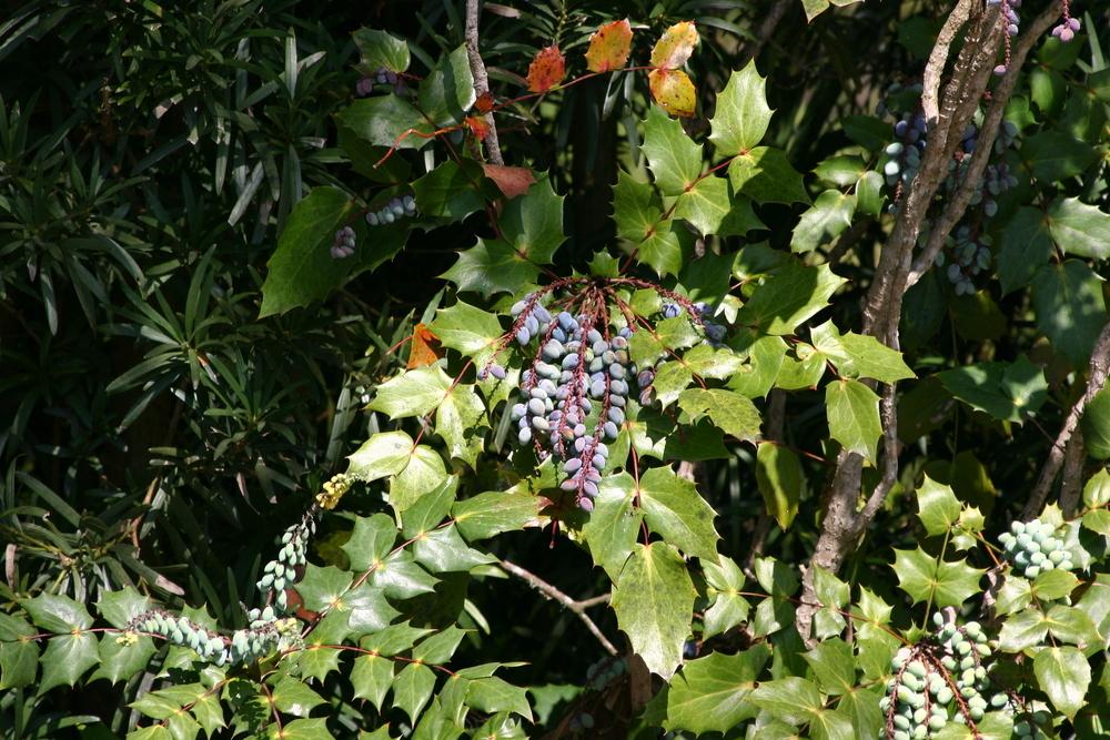 Photo of Chinese Mahonia (Mahonia fortunei) uploaded by dave