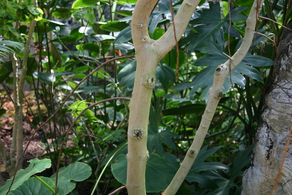Photo of Autograph Tree (Clusia rosea 'Compacta') uploaded by dave