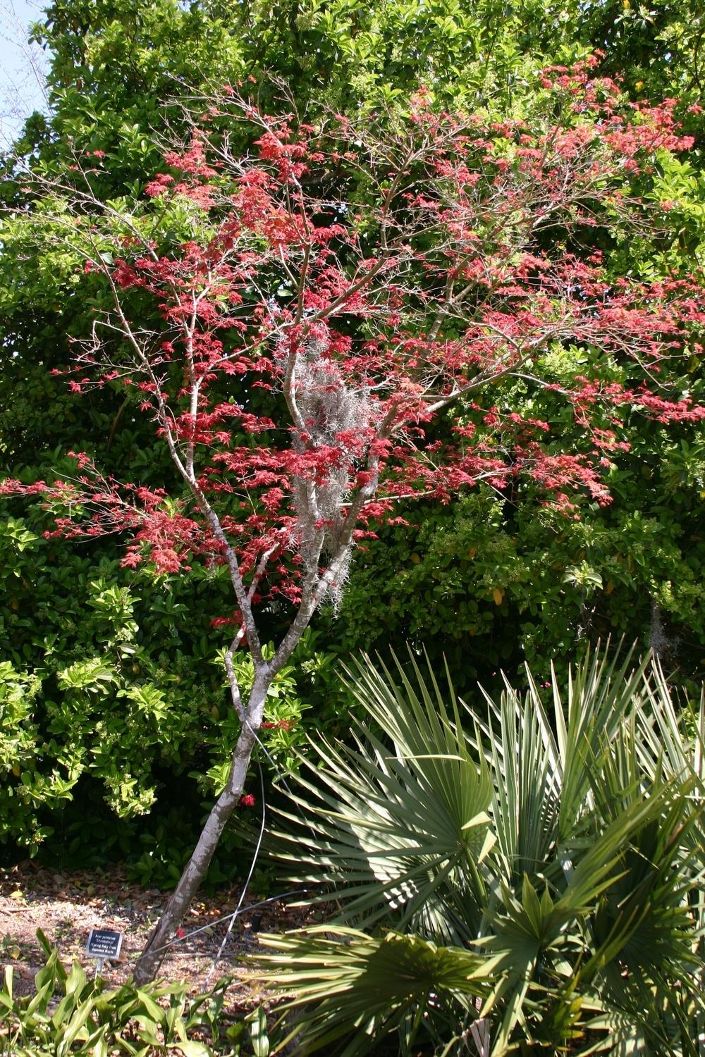 Photo of Japanese Maple (Acer palmatum 'Shin Deshojo') uploaded by dave