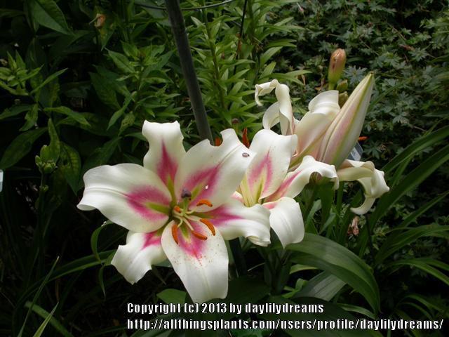 Photo of Lily (Lilium 'Bonbini') uploaded by daylilydreams