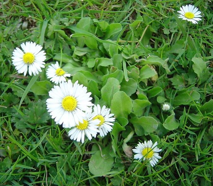 Photo of English Daisy (Bellis perennis) uploaded by robertduval14