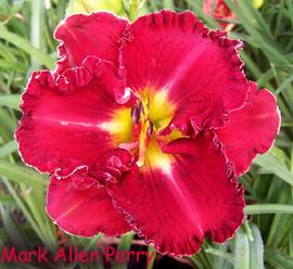 Photo of Daylily (Hemerocallis 'Mark Allen Perry') uploaded by Calif_Sue
