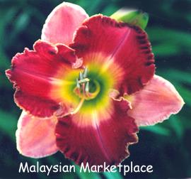 Photo of Daylily (Hemerocallis 'Malaysian Marketplace') uploaded by Calif_Sue