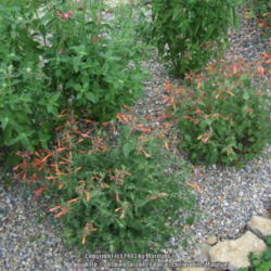 Location: My garden in Kentucky
Date: 2007-07-28
Two Acapulco Orange plants growing & blooming here