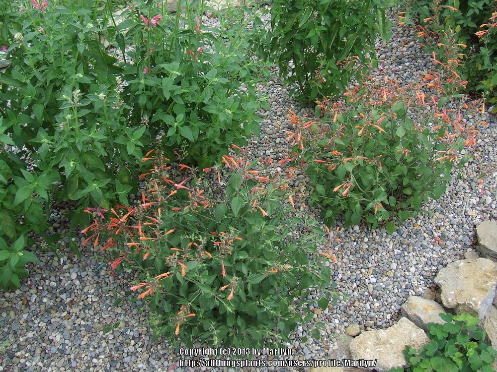 Photo of Mexican Giant Hyssop (Agastache mexicana Acapulco® Orange) uploaded by Marilyn