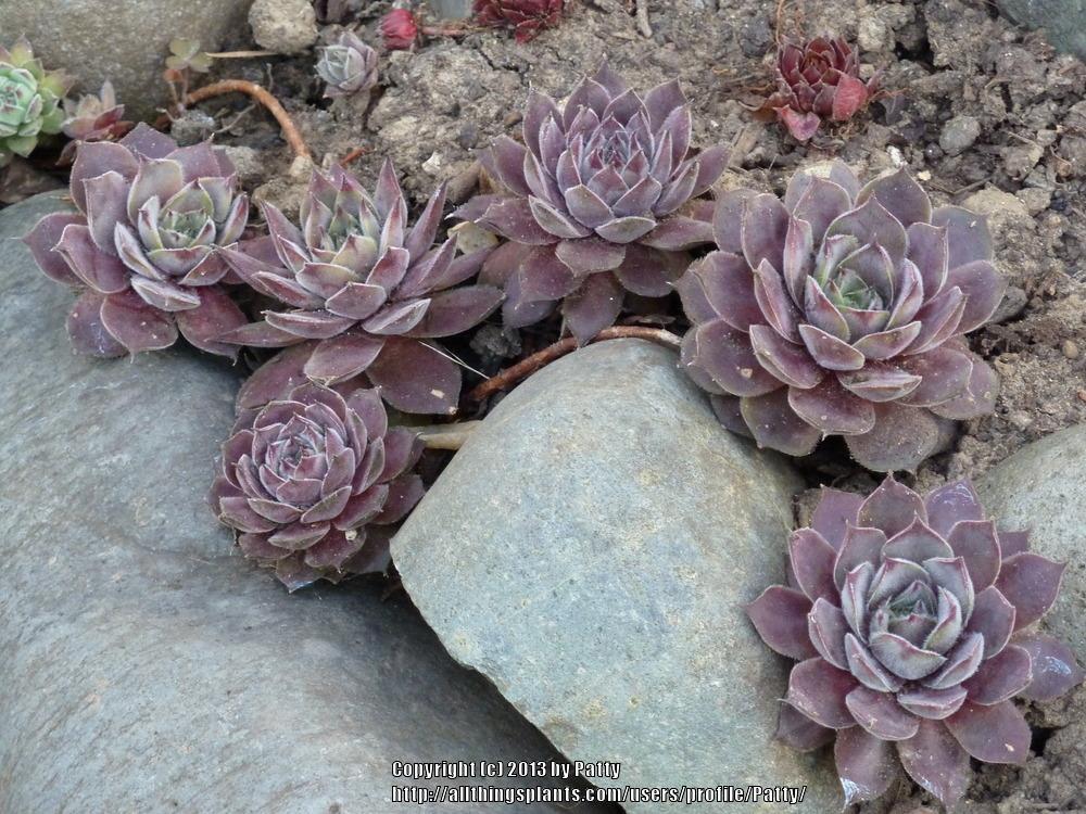 Photo of Hen and Chicks (Sempervivum 'Engle's 13-2') uploaded by Patty