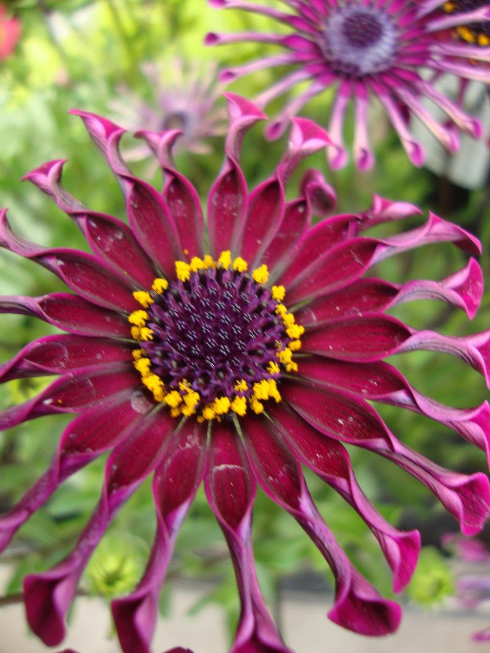 Photo of African Daisy (Osteospermum ecklonis Deluxe FlowerPower® Spider Purple) uploaded by Paul2032