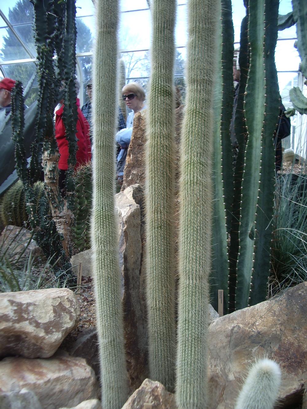 Photo of Silver Torch (Borzicactus strausii) uploaded by a2b1c3