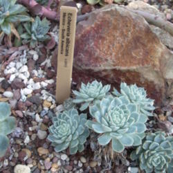 Location: 98108
Date: 2013-03-21
tag lists as echeveria albicans