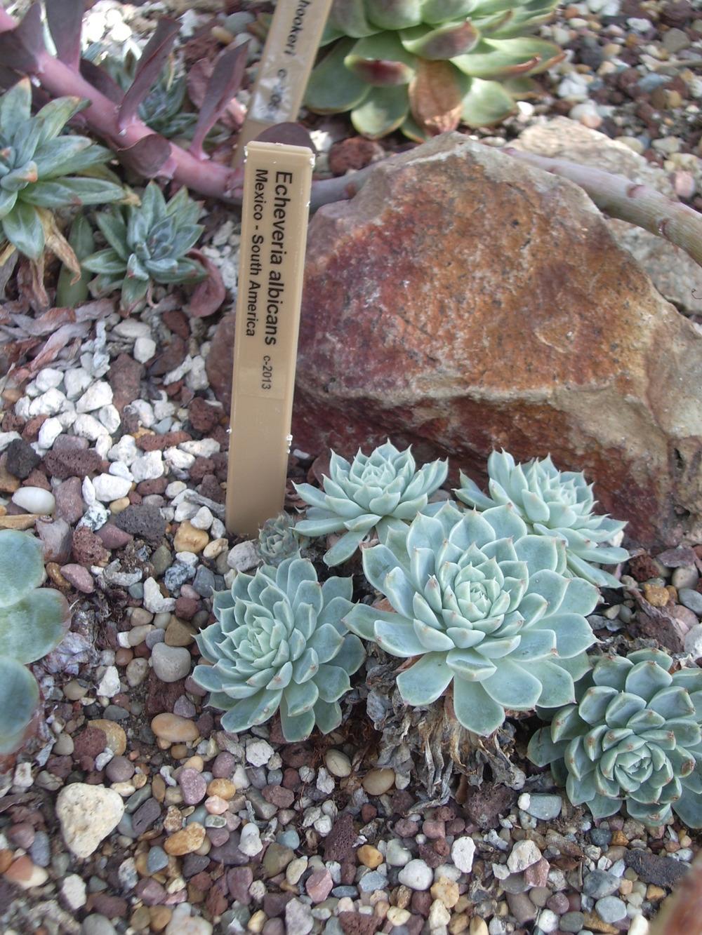 Photo of Mexican Snowball (Echeveria elegans) uploaded by a2b1c3