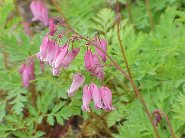 Photo of Bleeding Heart (Dicentra 'Luxuriant') uploaded by robertduval14