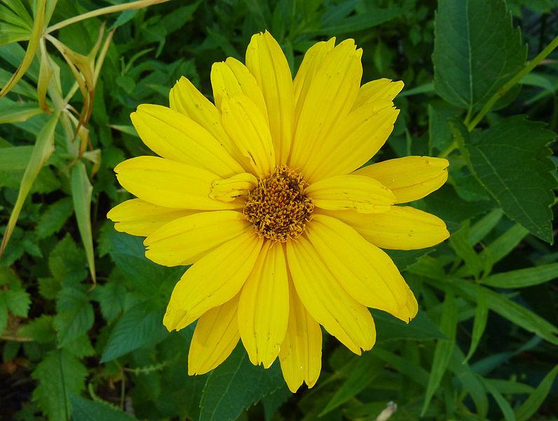 Photo of Oxeye Sunflower (Heliopsis helianthoides var. scabra 'Venus') uploaded by robertduval14