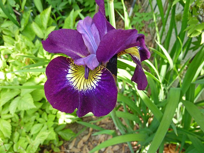 Photo of Siberian Iris (Iris 'Sultan's Ruby') uploaded by robertduval14