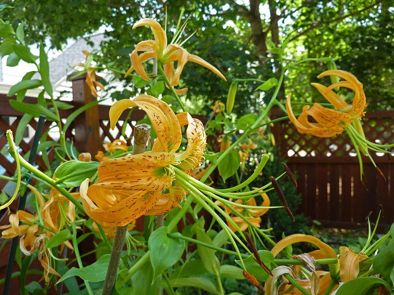 Photo of Henry's Lily (Lilium henryi) uploaded by robertduval14