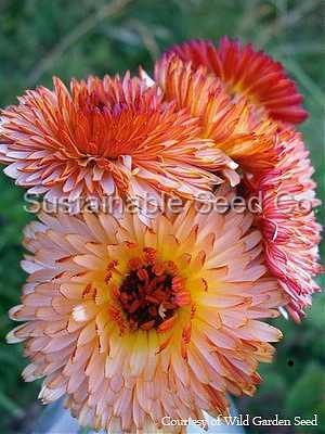 Photo of Pot Marigold (Calendula officinalis 'Zeolights') uploaded by vic