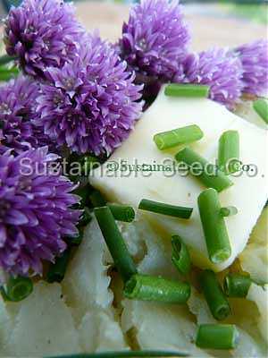 Photo of Chives (Allium schoenoprasum) uploaded by vic