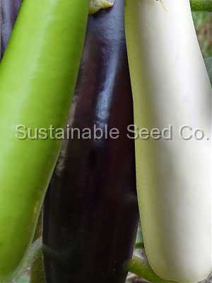 Photo of Eggplant (Solanum melongena 'Little Fingers') uploaded by vic