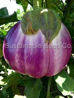 Photo of Eggplant (Solanum melongena 'Rosa Bianca') uploaded by vic