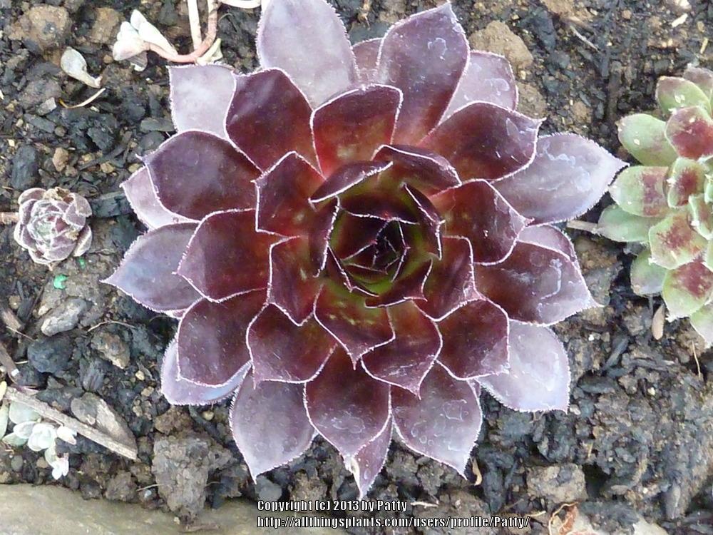 Photo of Hen and Chicks (Sempervivum 'Black') uploaded by Patty