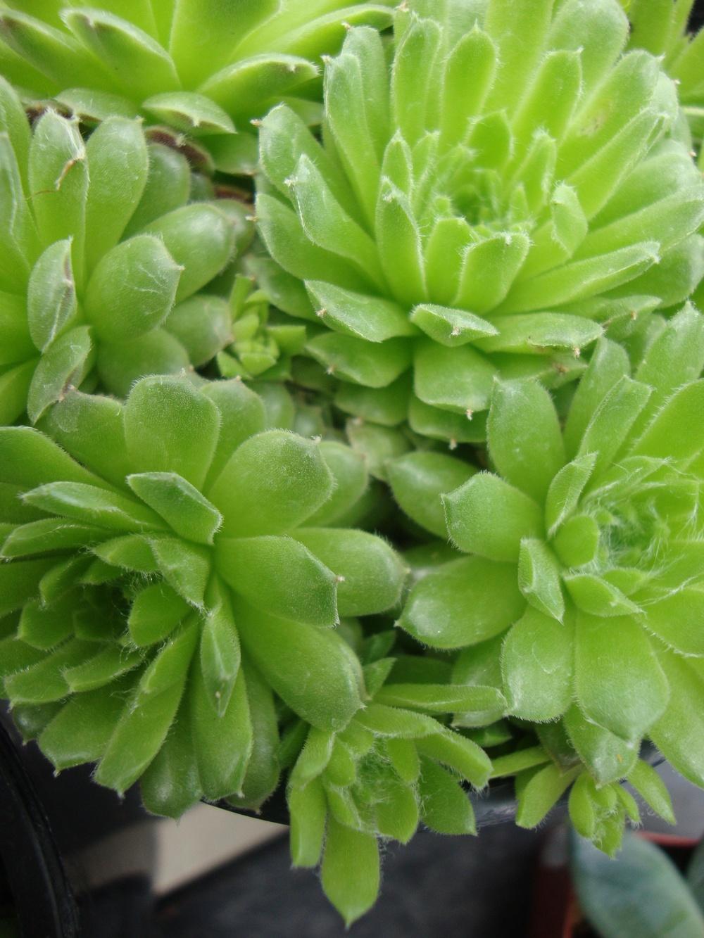 Photo of Hen and Chicks (Sempervivum 'Spring Beauty') uploaded by Paul2032