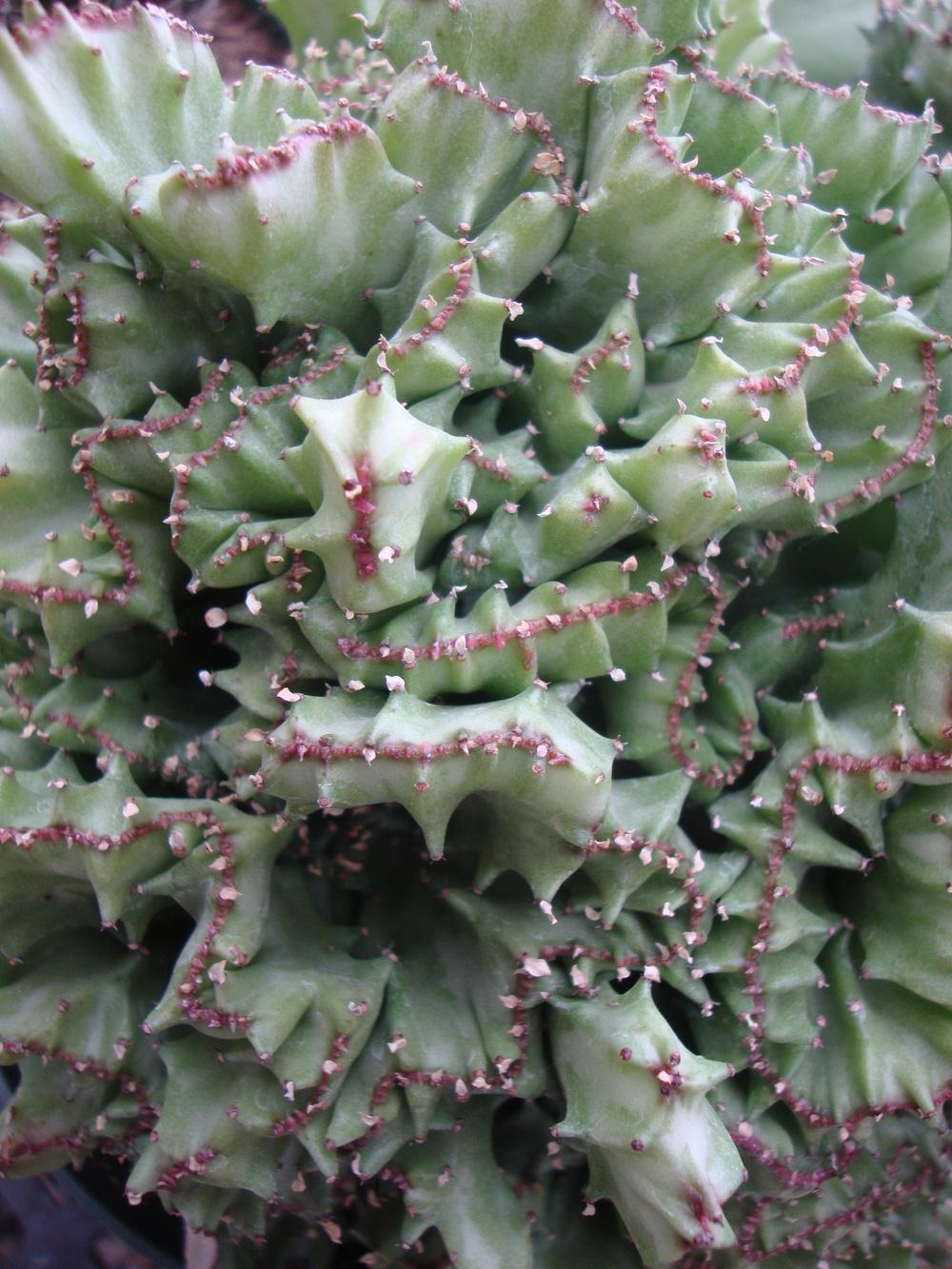 Photo of Elkhorn (Euphorbia lactea 'Cristata') uploaded by Paul2032