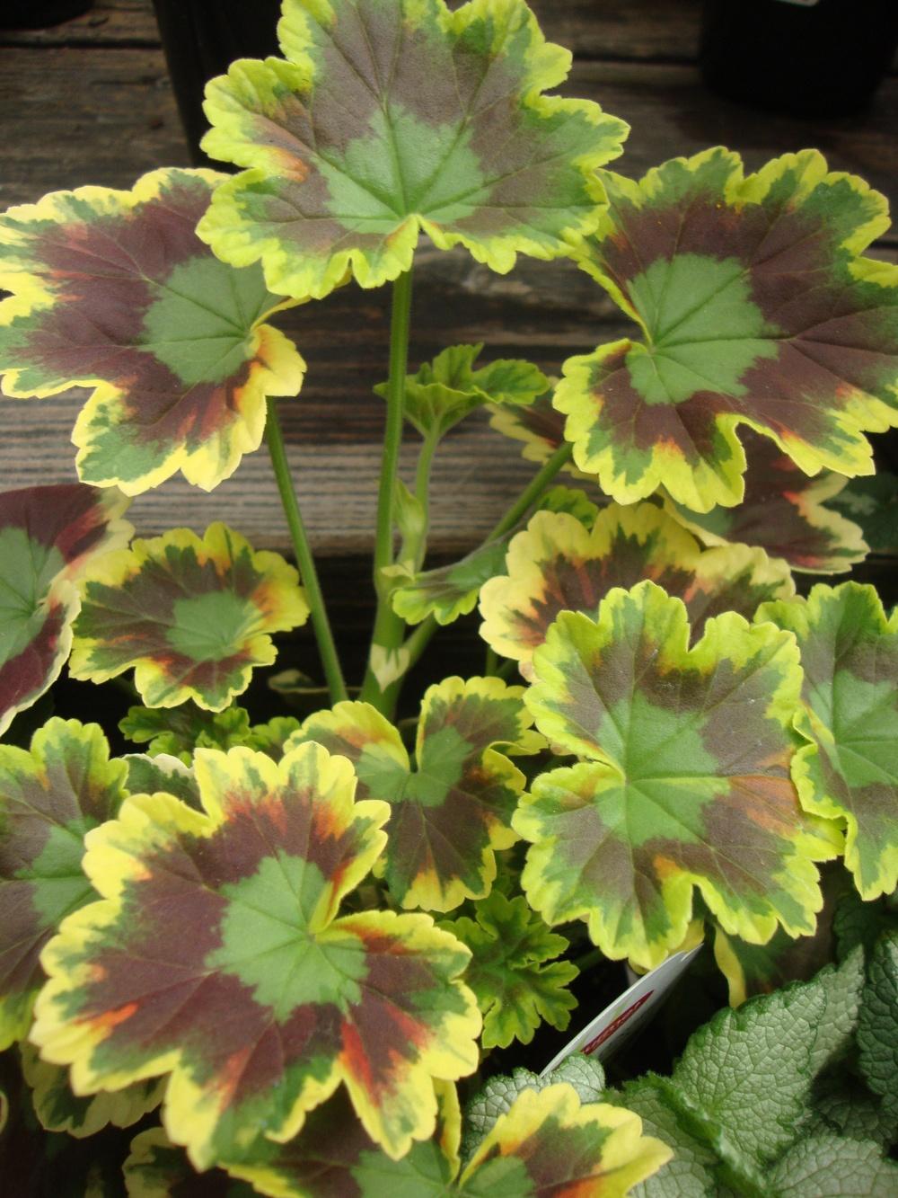 Photo of Zonal Geranium (Pelargonium x hortorum 'Mrs. Pollock') uploaded by Paul2032