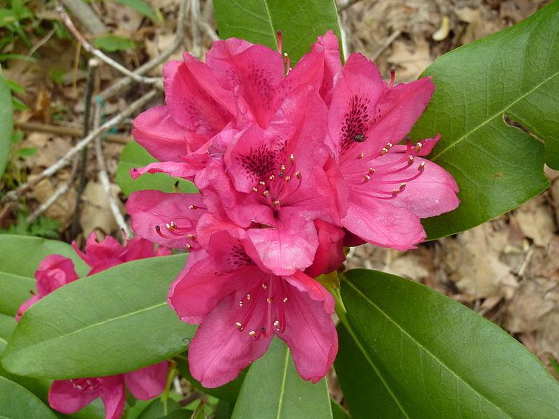 Photo of Rhododendron 'Nova Zembla' uploaded by robertduval14
