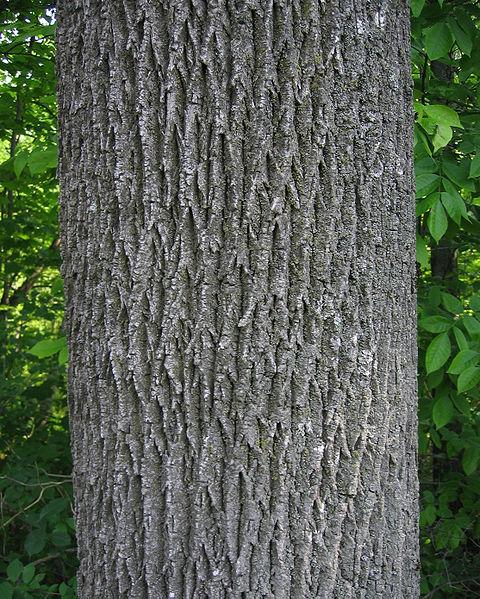 Photo of White Ash (Fraxinus americana) uploaded by robertduval14